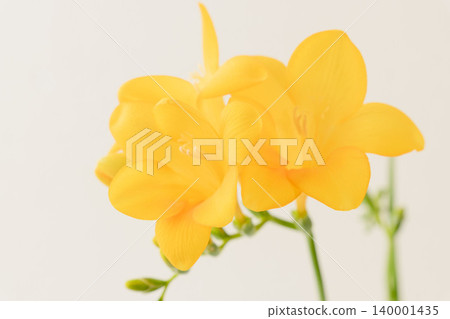 Yellow freesia flowers photographed indoors (33) Yellow freesia flowers photographed indoors (33) 140001435