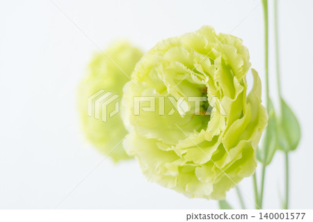 Indoor photo of green lisianthus flowers against a white background 01 Indoor photo of green lisianthus flowers against a white background 01 140001577