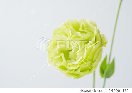 室內拍攝的綠色洋桔梗花,背景為白色(05) 室內拍攝的綠色洋桔梗花,背景為白色(05) 140001581