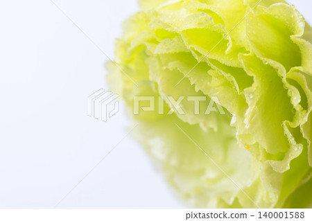 Green lisianthus flowers photographed indoors against a white background (12) Green lisianthus flowers photographed indoors against a white background (12) 140001588