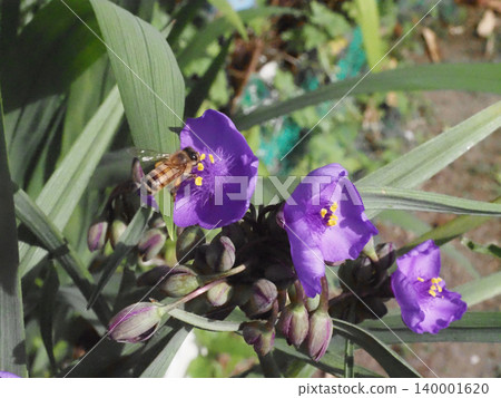 A honeybee working on a spiderwort flower (a spiderwort flower bathed in sunlight and a honeybee) A honeybee working on a spiderwort flower (a spiderwort flower bathed in sunlight and a honeybee) 140001620