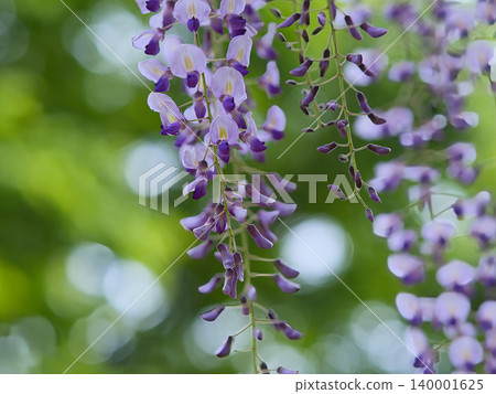 紫藤花 紫藤花 140001625