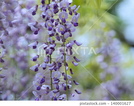 Wisteria flowers that look cool and refreshing Wisteria flowers that look cool and refreshing 140001627