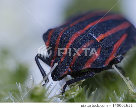 A stink bug perched on a flower A stink bug perched on a flower 140001631