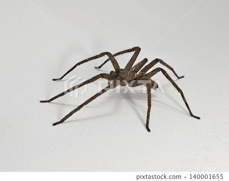 This is spider on white background This is spider on white background 140001655