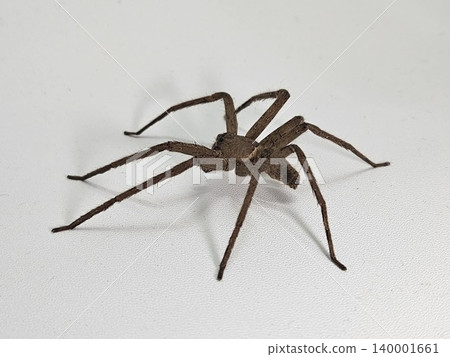 This is spider on white background 140001661