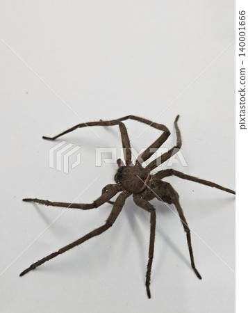 This is spider on white background 140001666