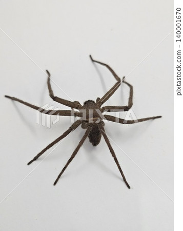 This is spider on white background This is spider on white background 140001670