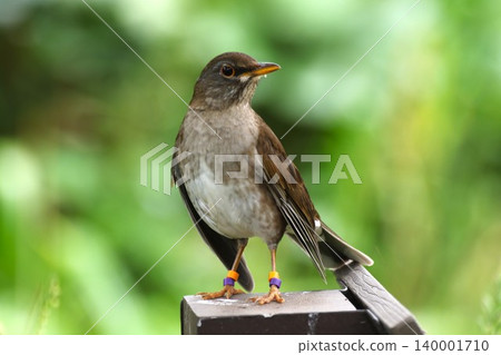 A portrait of a White-fronted Black Thrush perched on a fence. A portrait of a White-fronted Black Thrush perched on a fence. 140001710
