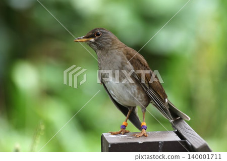 A portrait of a White-fronted Black Thrush perched on a fence. A portrait of a White-fronted Black Thrush perched on a fence. 140001711
