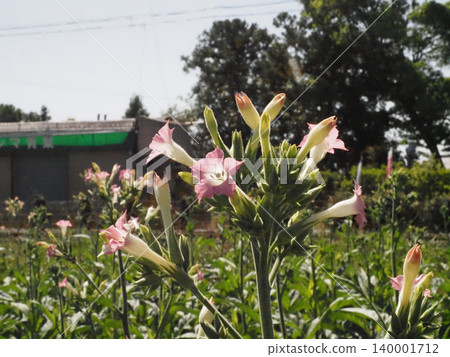 Tobacco flowers blooming by the railway tracks (near the Minami-Jinzan level crossing on the JR Dosan Line) Tobacco flowers blooming by the railway tracks (near the Minami-Jinzan level crossing on the JR Dosan Line) 140001712