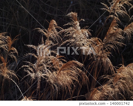 Reeds swaying in the wind, bathed in sunlight (reeds on a sandbar in the Yoshino River) Reeds swaying in the wind, bathed in sunlight (reeds on a sandbar in the Yoshino River) 140001742