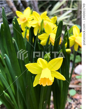 Daffodils, yellow flowers, spring in Japan Daffodils, yellow flowers, spring in Japan 140001749