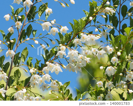The branches of a Styrax japonica tree bathed in sunlight after the rain (with a blue sky and white flowers and buds of the Lettuce tree). The branches of a Styrax japonica tree bathed in sunlight after the rain (with a blue sky and white flowers and buds of the Lettuce tree). 140001783