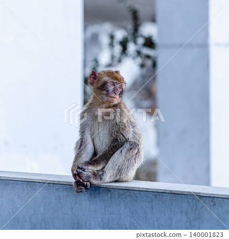 Barbary macaque (Macaca sylvanus), also known as the tailless macaque. Barbary macaque (Macaca sylvanus), also known as the tailless macaque. 140001823