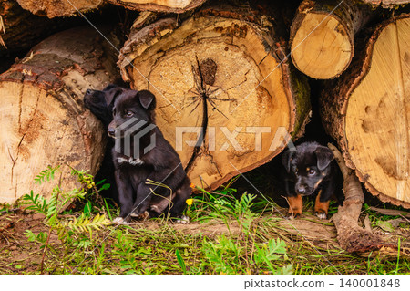 Black puppies playing near a stack of logs in a natural setting Black puppies playing near a stack of logs in a natural setting 140001848