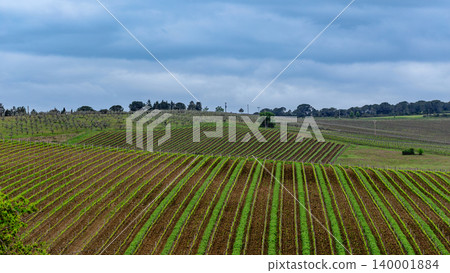 Vineyard landscape showcases rows of green grapevines under a cloudy sky 140001884