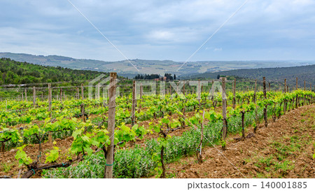 Rolling vineyard landscape under cloudy sky in the countryside 140001885