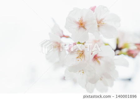 White cherry blossoms wet with spring rain 01 White cherry blossoms wet with spring rain 01 140001896