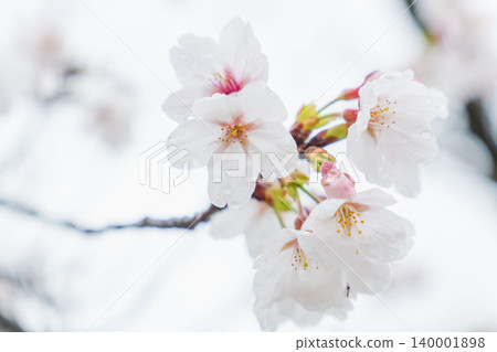 White cherry blossoms wet with spring rain 03 140001898