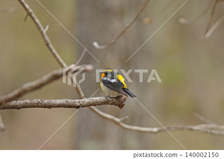 水仙鶲(Ficedula narcissina):北海道的一種野生鳥類。 水仙鶲(Ficedula narcissina):北海道的一種野生鳥類。 140002150