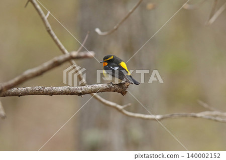 水仙鶲(Ficedula narcissina):北海道的一種野生鳥類。 水仙鶲(Ficedula narcissina):北海道的一種野生鳥類。 140002152