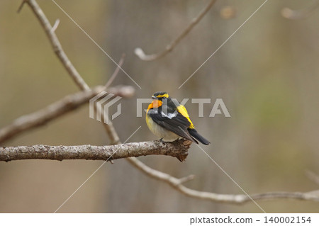 水仙鶲(Ficedula narcissina):北海道的一種野生鳥類。 水仙鶲(Ficedula narcissina):北海道的一種野生鳥類。 140002154