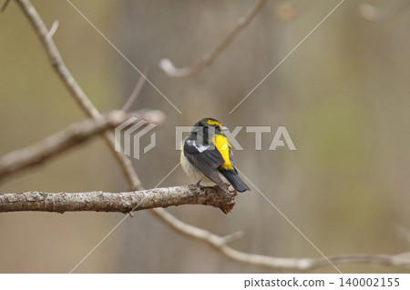 水仙鶲(Ficedula narcissina):北海道的一種野生鳥類。 水仙鶲(Ficedula narcissina):北海道的一種野生鳥類。 140002155