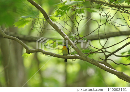水仙鶲(Ficedula narcissina):北海道的一種野生鳥類。 水仙鶲(Ficedula narcissina):北海道的一種野生鳥類。 140002161