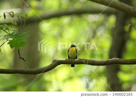 Narcissus Flycatcher (Ficedula narcissina): A wild bird of Hokkaido. Narcissus Flycatcher (Ficedula narcissina): A wild bird of Hokkaido. 140002165