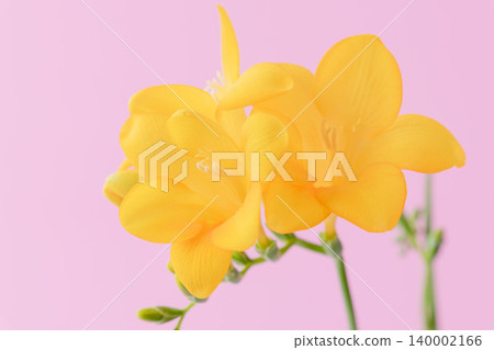 Yellow freesia flowers photographed indoors (34) Yellow freesia flowers photographed indoors (34) 140002166