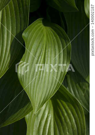 hosta hosta 140002187