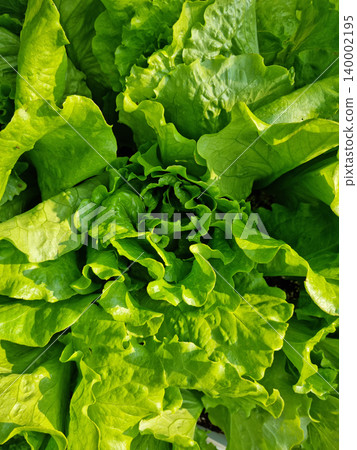 lettuce lettuce 140002195