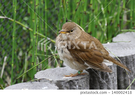 A portrait of a white-bellied thrush resting with its feathers puffed up. A portrait of a white-bellied thrush resting with its feathers puffed up. 140002418