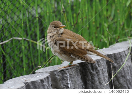 A portrait of a white-bellied thrush resting with its feathers puffed up. A portrait of a white-bellied thrush resting with its feathers puffed up. 140002420