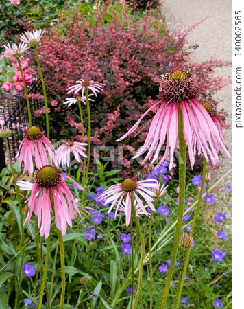 紫錐菊 4 紫錐菊 4 140002565