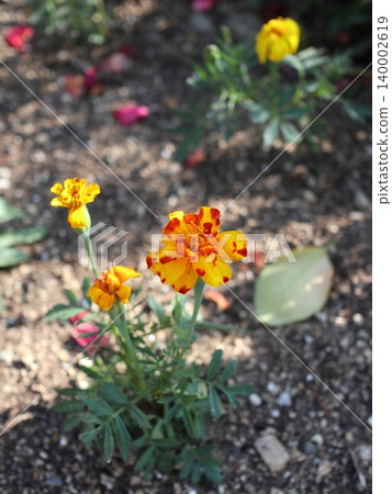 Marigold flower Marigold flower 140002619