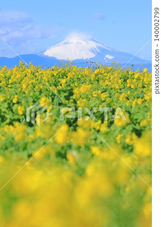 Soleil Hill Rape Field and Mt Fuji 140002799