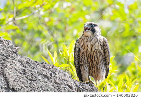 A fledgling peregrine falcon calls out to its parents. 140002820