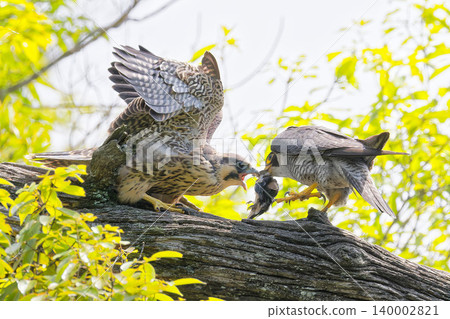 A male peregrine falcon brings food to a young bird. A male peregrine falcon brings food to a young bird. 140002821