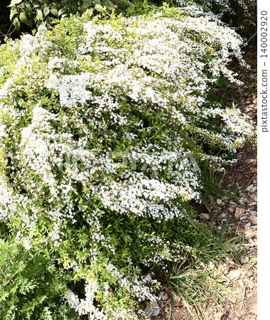 Spring breeze and spirea Spring breeze and spirea 140002920