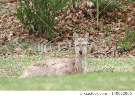 Ezo deer foraging in a park in spring. 140002960