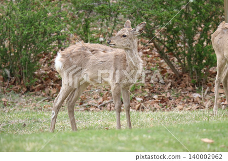 春天，蝦夷鹿在公園裡覓食。 140002962