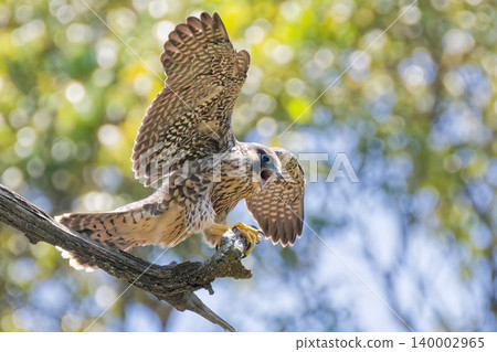 A young peregrine falcon spreads its wings while calling out. 140002965