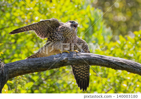 A young peregrine falcon crossing the branches. A young peregrine falcon crossing the branches. 140003180