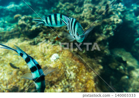 Six-banded damselfish swimming in the waters off Irabu Island Six-banded damselfish swimming in the waters off Irabu Island 140003333