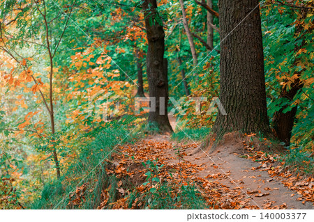 Autumn forest path covered with fallen leaves and vibrant foliage 140003377