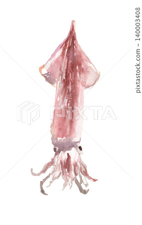 Watercolor illustration of a squid Watercolor illustration of a squid 140003408