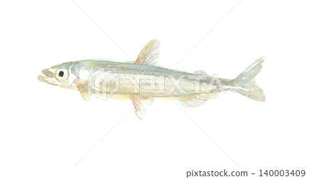 胡瓜魚的水彩插圖 胡瓜魚的水彩插圖 140003409