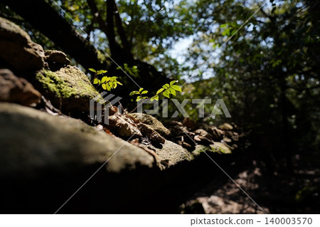 Moss growing on the rocks along the hiking trail of Mt. Misen 140003570